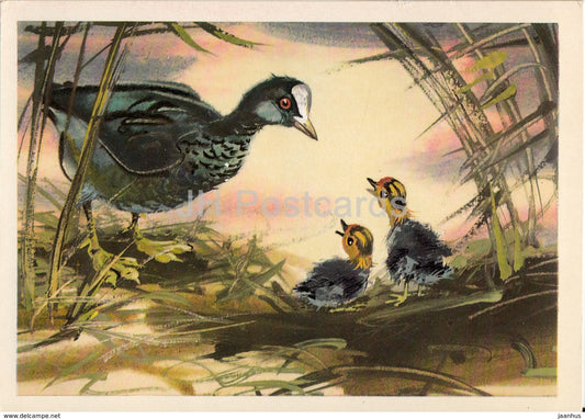 Eurasian coot - Fulica atra - birds - animals - illustration - 1980 - Russia USSR - unused - JH Postcards