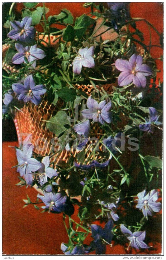 Campanula - flowers - 1973 - Russia USSR - unused - JH Postcards