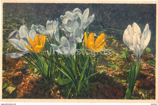 White Yellow Crocus - flowers - MKZ 8757 - Max Kunzli - old postcard - Switzerland - unused - JH Postcards