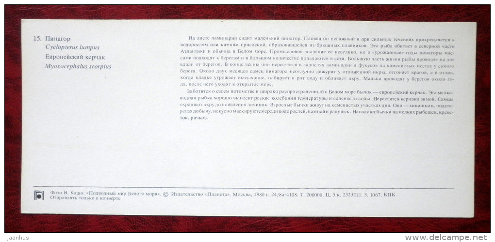 Lumpfish - Cyclopterus lumpus - shorthorn sculpin - Myoxocephalus scorpius - fish - 1980 - Russia USSR - unused - JH Postcards