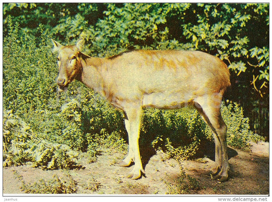 Pere David's deer - Elaphurus davidianus - Moscow Zoo - 1982 - Russia USSR - unused - JH Postcards