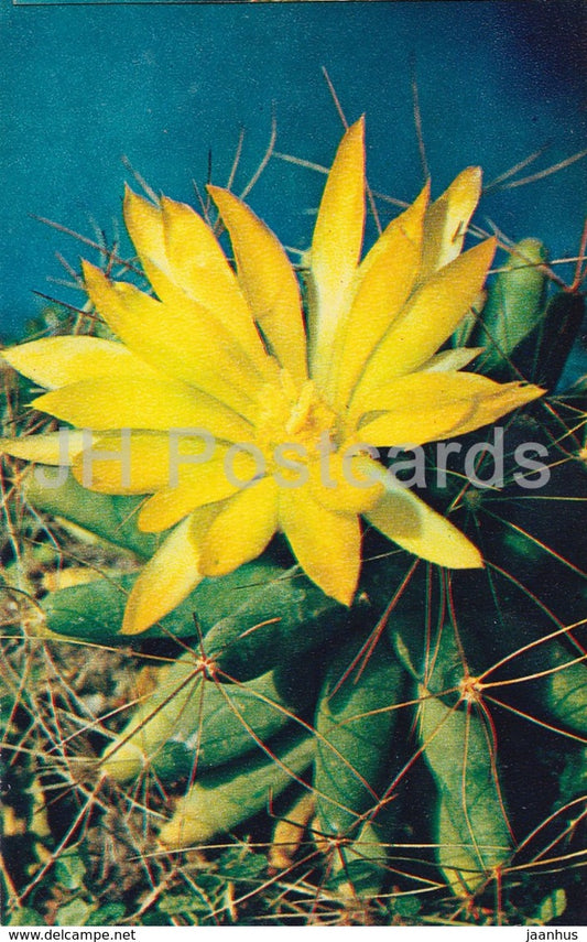 Mammillaria longimamma - Cactus - Flowers - 1972 - Russia USSR - unused - JH Postcards