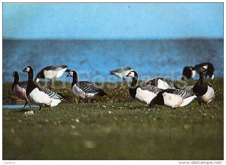 The Barnacle Goose (Branta leucopsis) on Kaevatsi islet - Hiiumaa island - 1990 - Estonia USSR - unused - JH Postcards