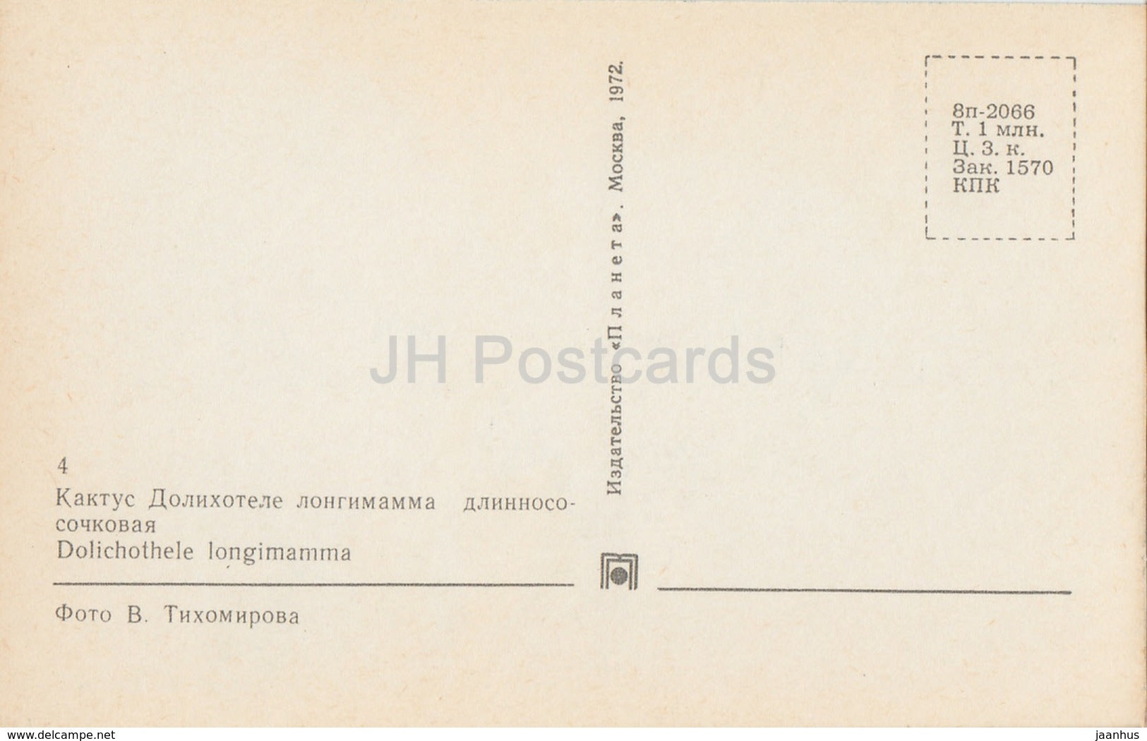 Mammillaria longimamma - Cactus - Flowers - 1972 - Russia USSR - unused - JH Postcards