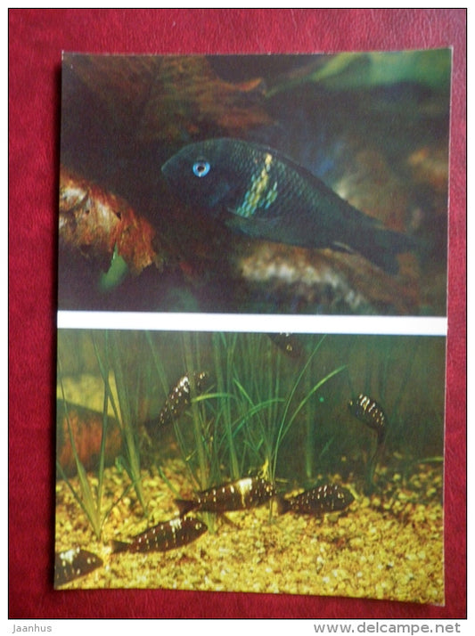 Tropheus duboisi - aquarium fishes - 1982 - Russia USSR - unused - JH Postcards