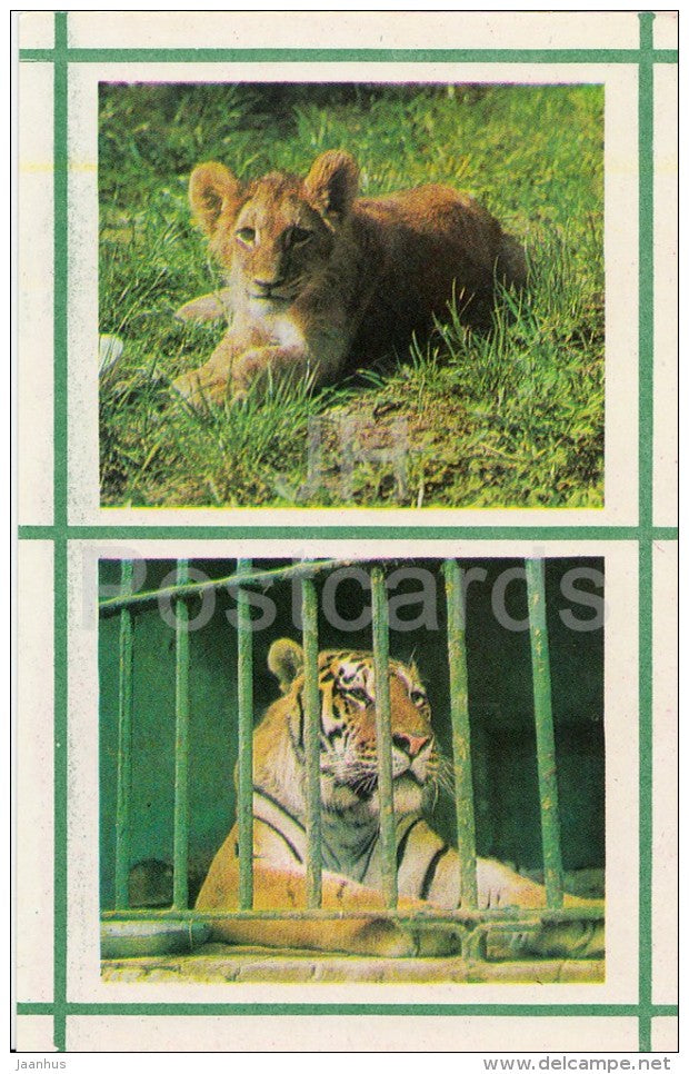 Lion - Tiger - Kiev Kyiv Zoo - 1976 - Ukraine USSR - unused - JH Postcards