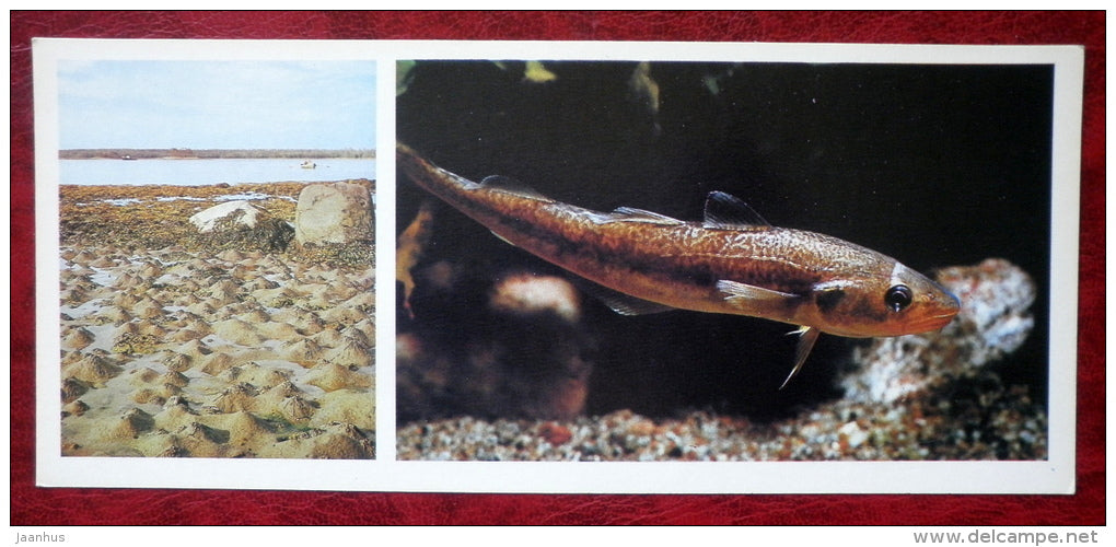 Lugworm - Arenicola marina - Navaga - Eleginus nawaga - fish - 1980 - Russia USSR - unused - JH Postcards