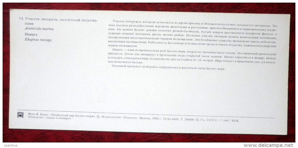 Lugworm - Arenicola marina - Navaga - Eleginus nawaga - fish - 1980 - Russia USSR - unused - JH Postcards