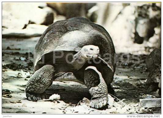 Galapagos Turtle - National Zoo - Cuba - unused - JH Postcards