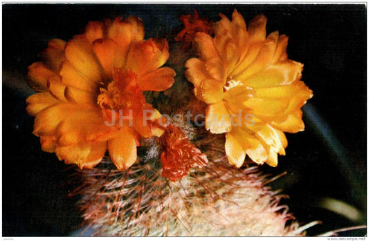 Cactus Parodia - flowers - 1973 - Russia USSR - unused - JH Postcards