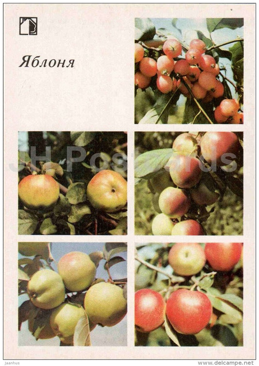 Apples - fruit and berry crops - garden - 1986 - Russia USSR - unused - JH Postcards