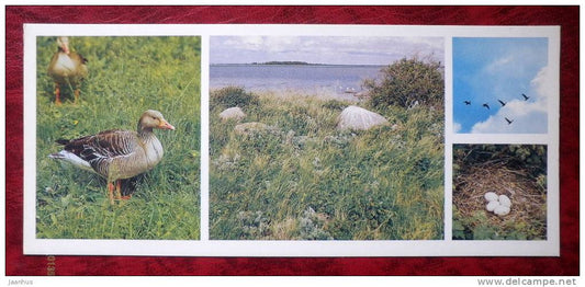 Matsalu National Park - geese - sea - 1983 - Estonia - USSR - unused - JH Postcards