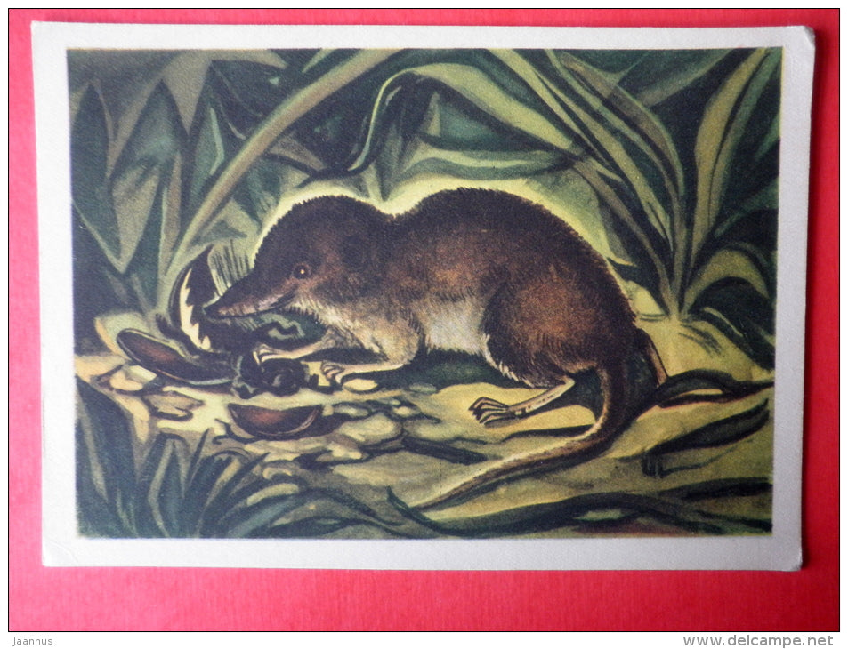 illustration by V. Pirk - Common Shrew - Sorex araneus - 1962 - Estonia USSR - unused - JH Postcards