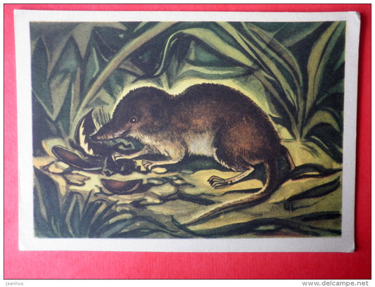 illustration by V. Pirk - Common Shrew - Sorex araneus - 1962 - Estonia USSR - unused - JH Postcards