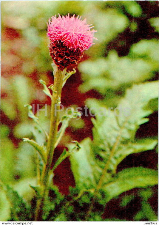 Rhaponticum carthamoides - Maral root - Medicinal Plants - 1977 - Russia USSR - unused - JH Postcards