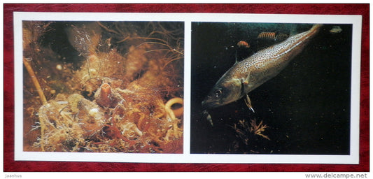 Atlantic cod - Gadus morhua - fish - 1980 - Russia USSR - unused - JH Postcards