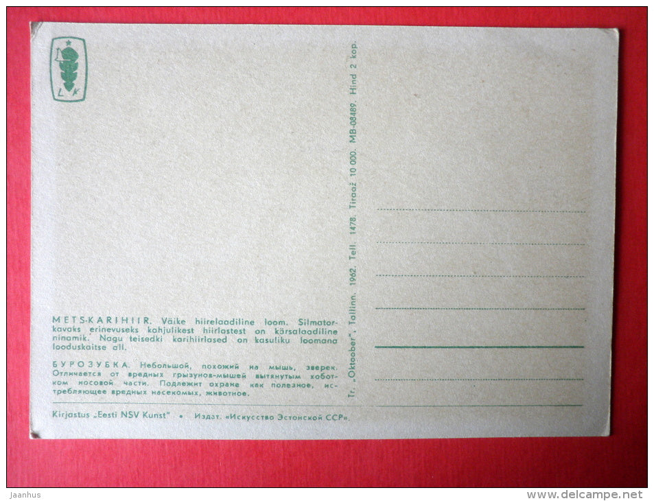 illustration by V. Pirk - Common Shrew - Sorex araneus - 1962 - Estonia USSR - unused - JH Postcards