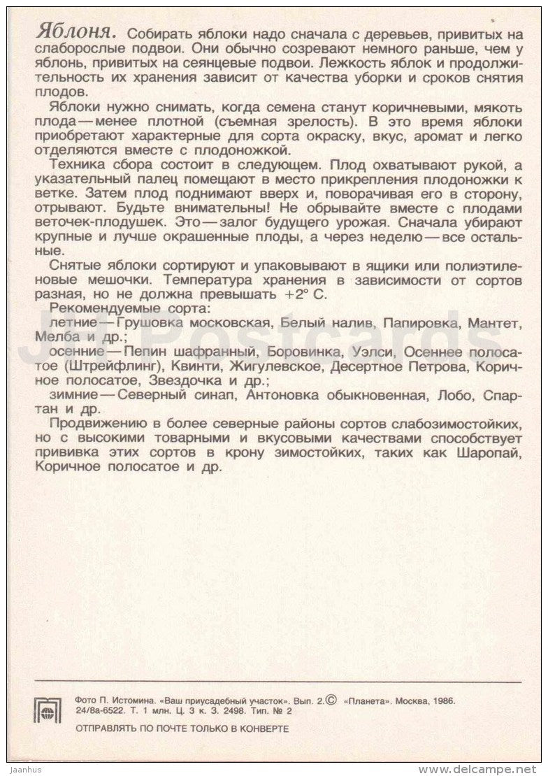 Apples - fruit and berry crops - garden - 1986 - Russia USSR - unused - JH Postcards