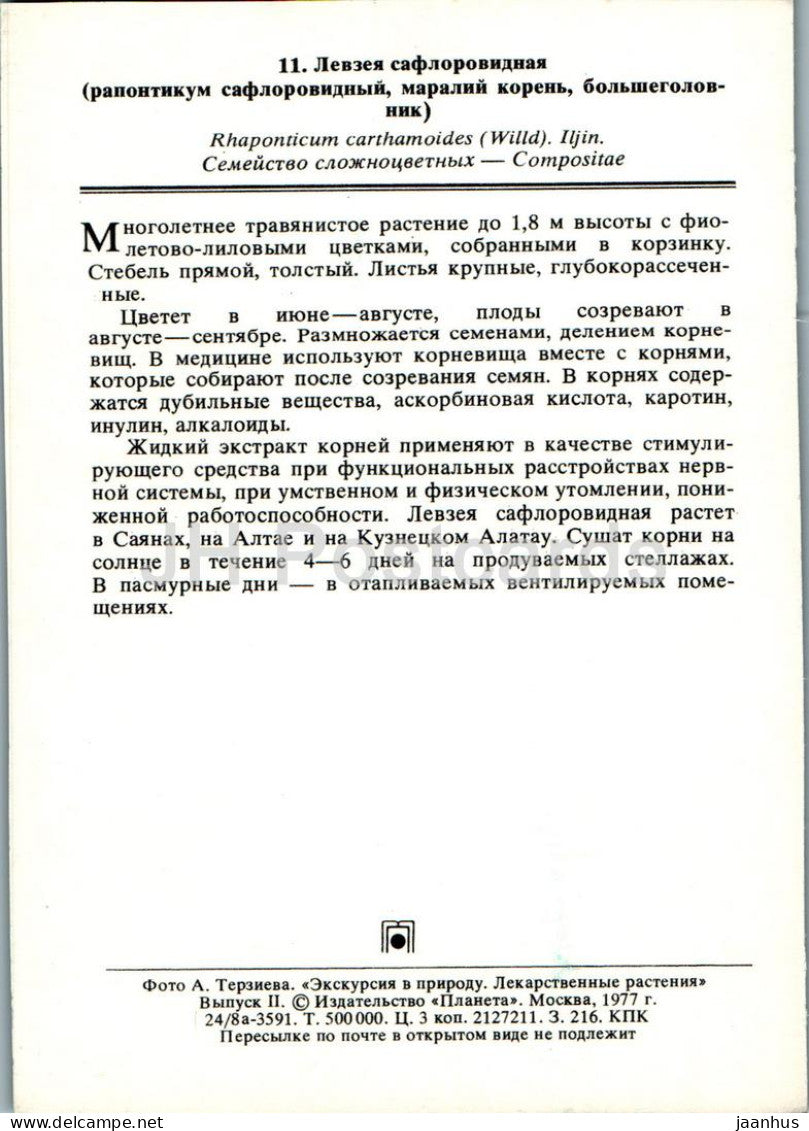 Rhaponticum carthamoides - Racine de Maral - Plantes médicinales - 1977 - Russie URSS - inutilisé 