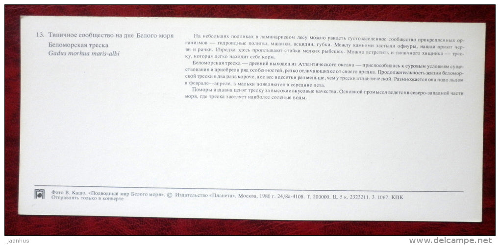 Atlantic cod - Gadus morhua - fish - 1980 - Russia USSR - unused - JH Postcards
