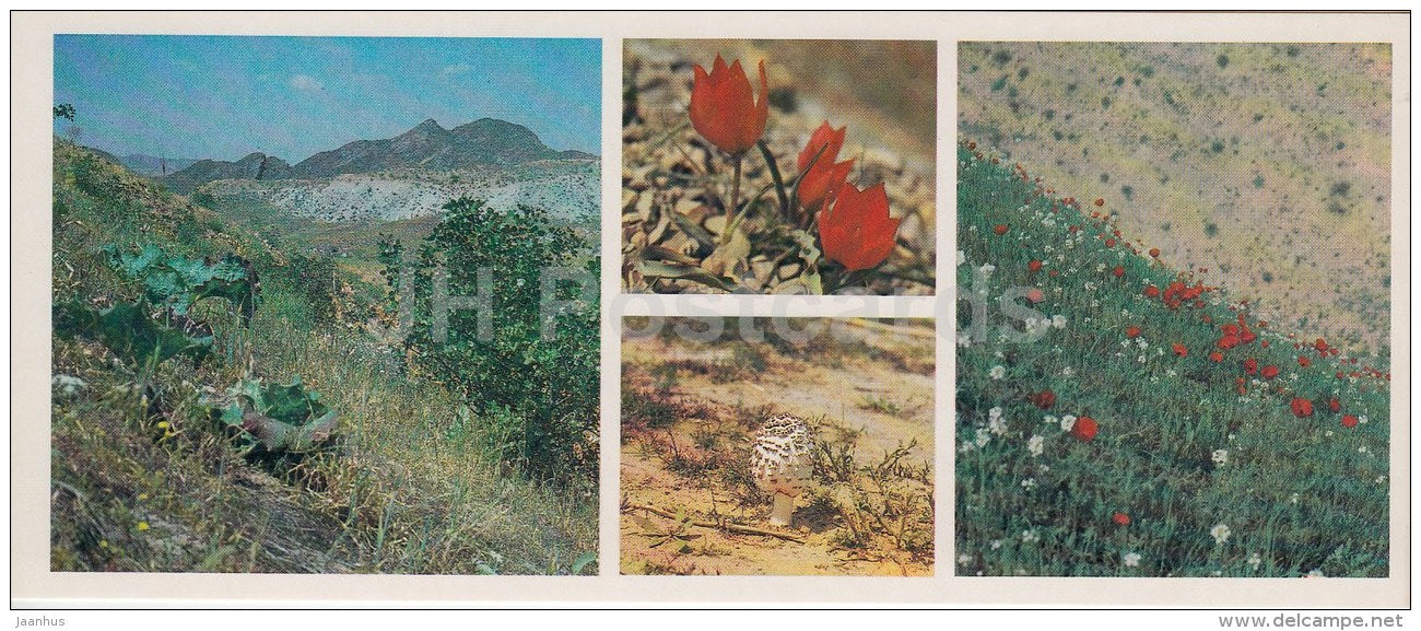 flowers - mushroom - Spring - Kopet Dagh Nature Reserve - 1985 - Turkmenistan USSR - unused - JH Postcards