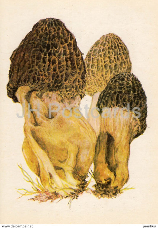Yellow morel Mushroom - Morchella esculenta - illustration by A. Shipilenko - Mushrooms - 1976 - Russia USSR - unused - JH Postcards
