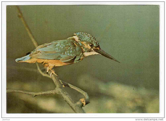 Common Kingfisher - Alcedo atthis - birds - 1977 - Poland - unused - JH Postcards