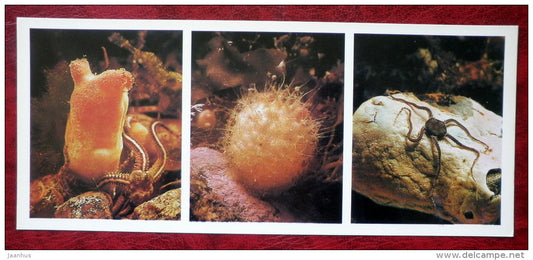 Sea Peach - Halocynthia pyriformis - starfish - Ophiura robusta - 1980 - Russia USSR - unused - JH Postcards