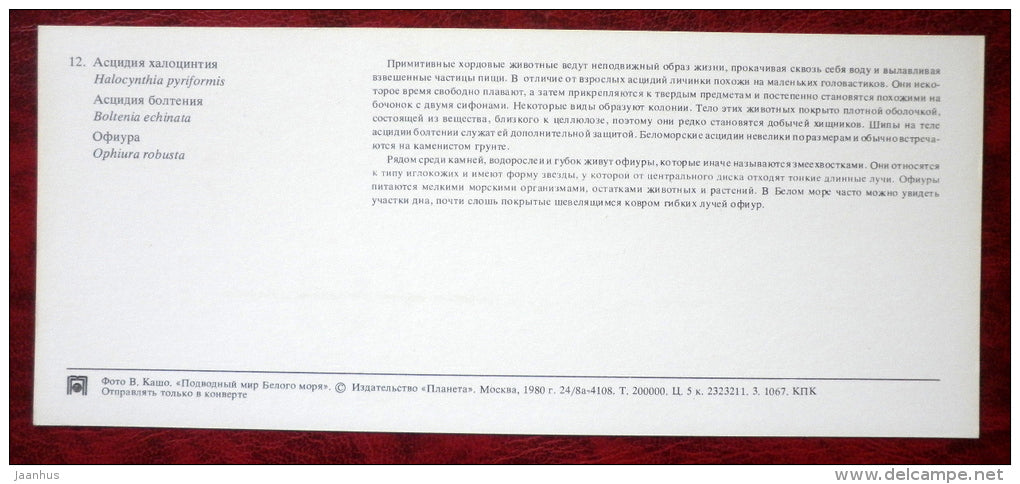 Sea Peach - Halocynthia pyriformis - starfish - Ophiura robusta - 1980 - Russia USSR - unused - JH Postcards