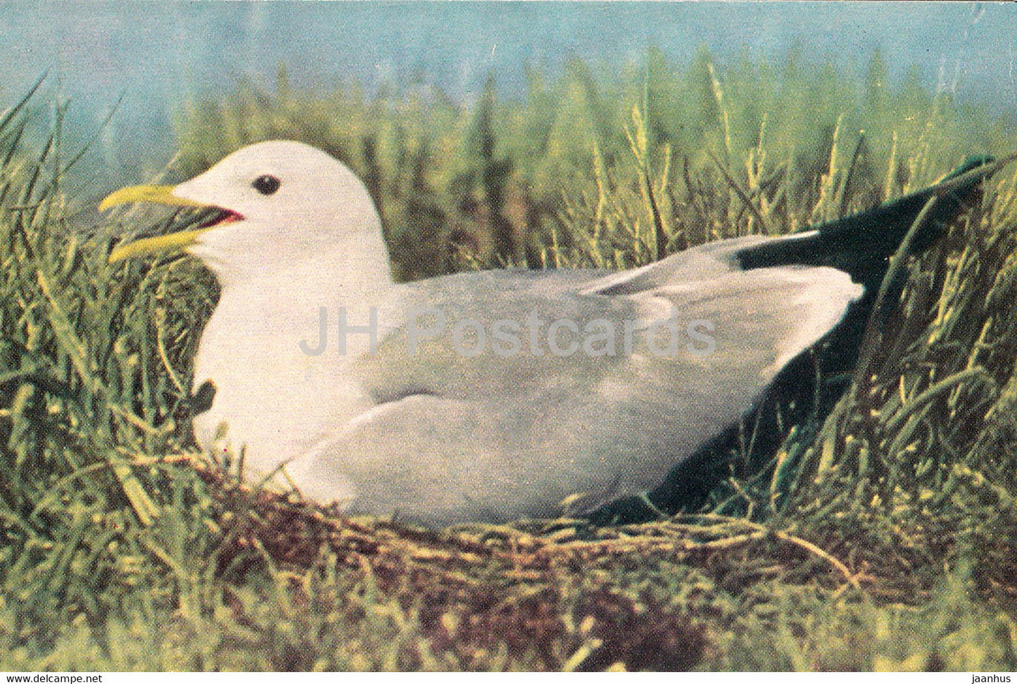 Common gull - Larus canus - birds - 1968 - Russia USSR - unused - JH Postcards