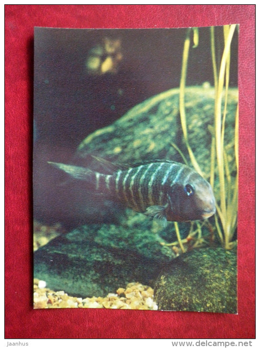 Tropheus polli - aquarium fishes - 1982 - Russia USSR - unused - JH Postcards