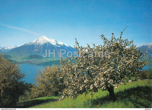 Berner Oberland - Thunersee mit Niesen 2365 m - 1981 - Switzerland - used - JH Postcards