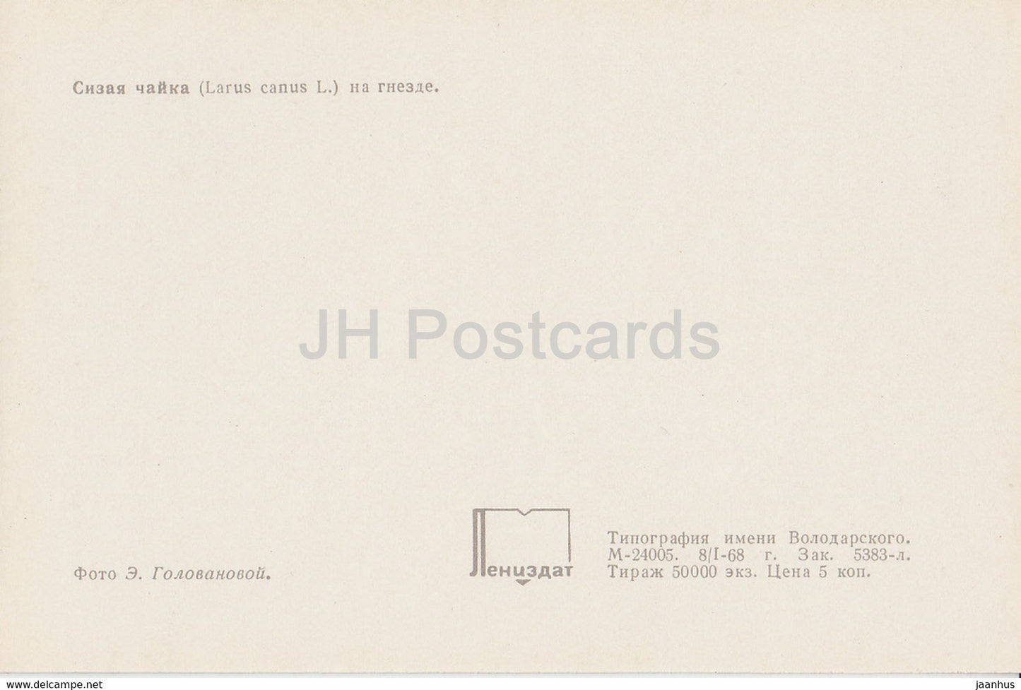 Common gull - Larus canus - birds - 1968 - Russia USSR - unused