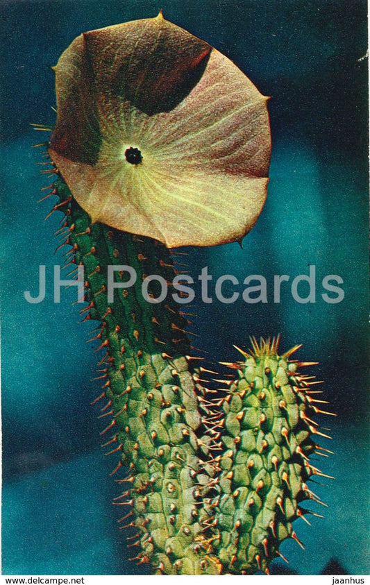Green Desert Plant Cactus - Noodia Bainii - Cactus - Flowers - 1972 - Russia USSR - unused - JH Postcards