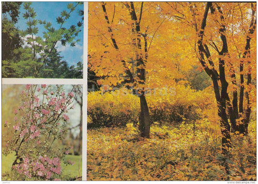 Korean maple , Acer pseudosieboldianum - Rhododendron dauricum - Moscow Botanical Garden - 1988 - Russia USSR - unused - JH Postcards