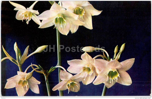 Eucharis - flowers - 1973 - Russia USSR - unused - JH Postcards
