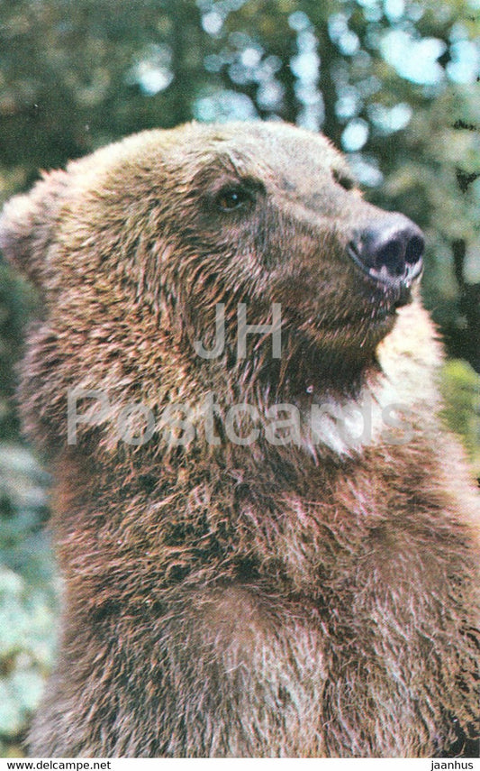 Brown bear - Ursus arctos - Moscow Zoo - animals - 1973 - Mexico - unused - JH Postcards