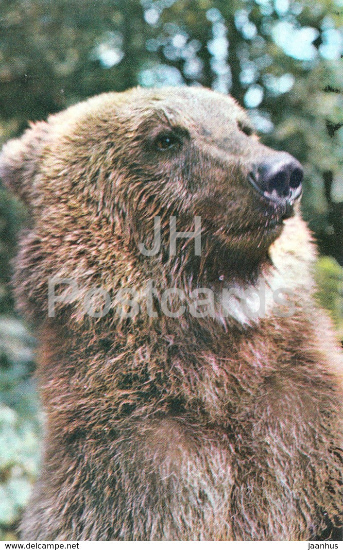 Brown bear - Ursus arctos - Moscow Zoo - animals - 1973 - Mexico - unused - JH Postcards