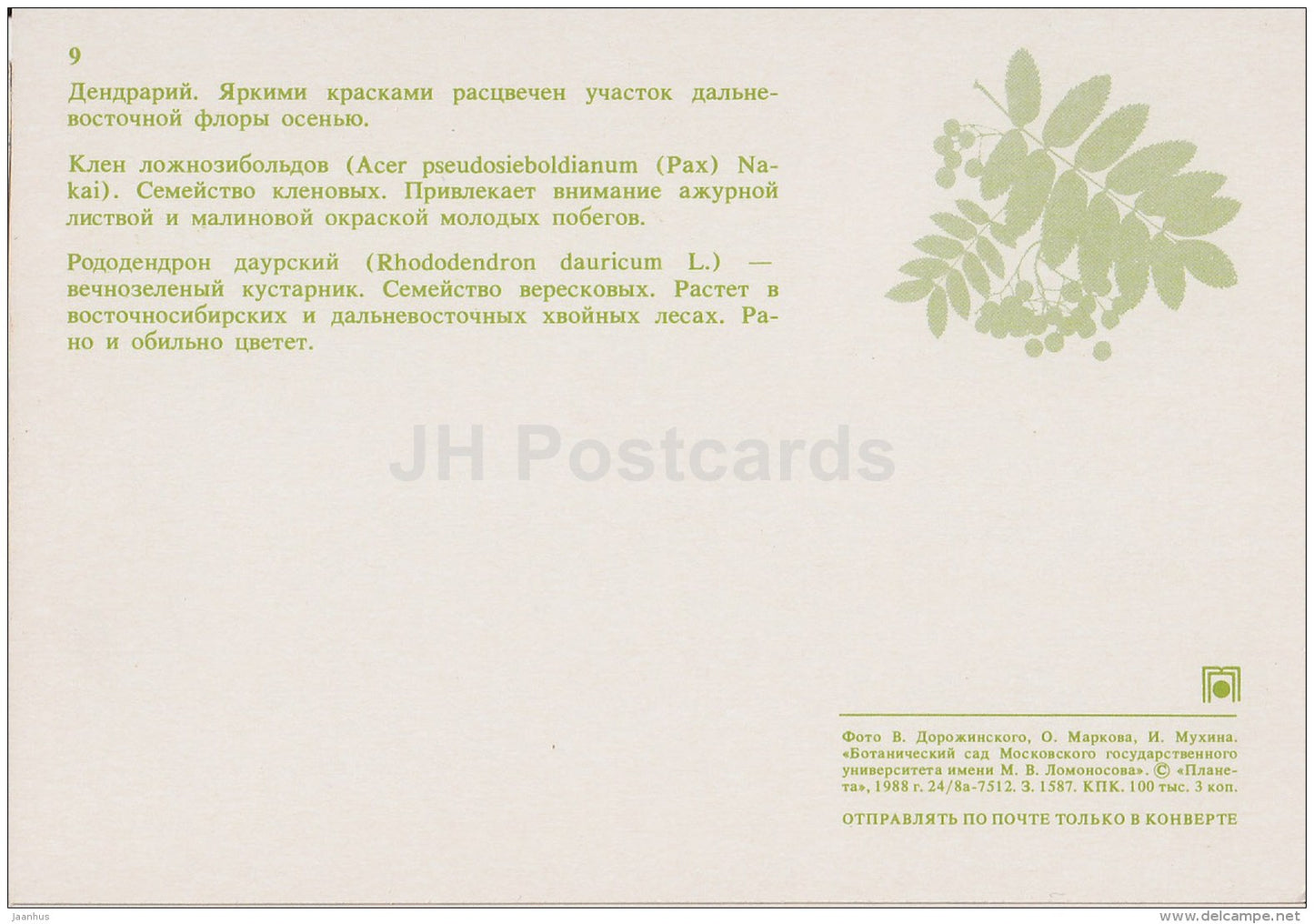 Korean maple , Acer pseudosieboldianum - Rhododendron dauricum - Moscow Botanical Garden - 1988 - Russia USSR - unused - JH Postcards