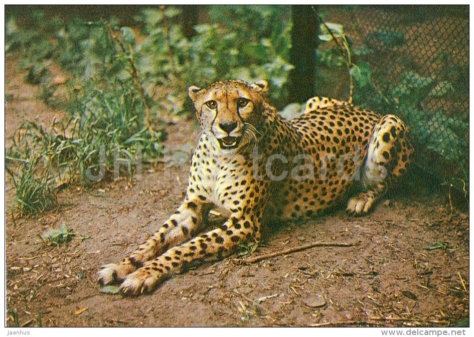 Cheetah - Acinonyx jubatus - Moscow Zoo - 1982 - Russia USSR - unused - JH Postcards