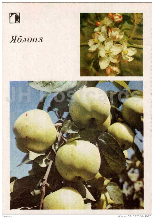 Apples - 1 - fruit and berry crops - garden - 1986 - Russia USSR - unused - JH Postcards