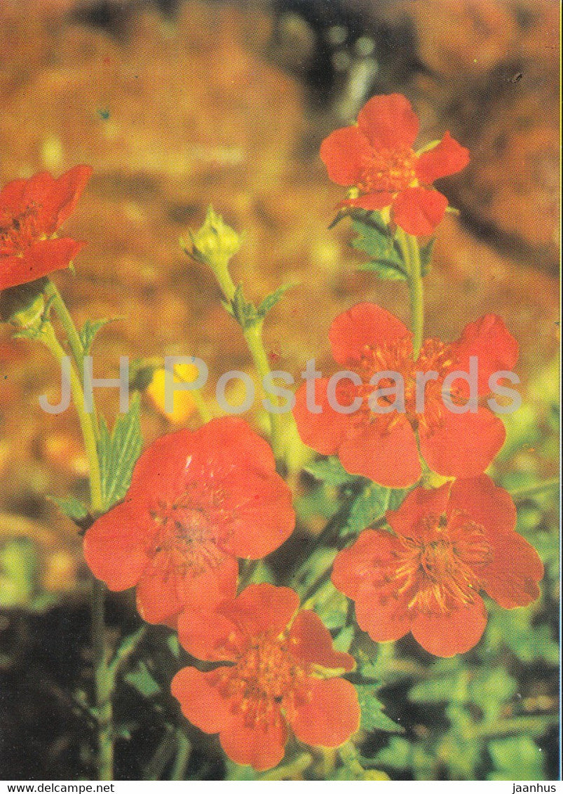 Avens - flowers - plants - Bulgaria - unused - JH Postcards