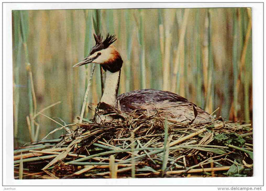 Great Crested Grebe - Podiceps cristatus - birds - 1977 - Poland - unused - JH Postcards