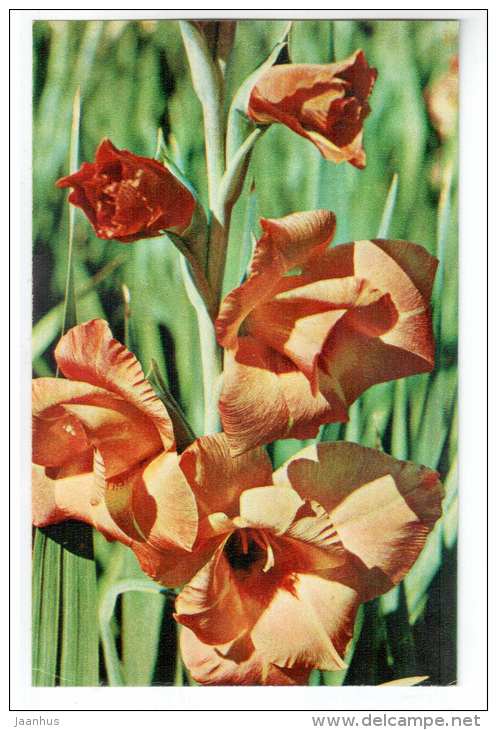 Hybrid GBS - gladiolus - flowers - 1972 - Russia USSR - unused - JH Postcards