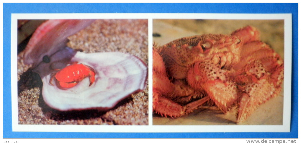 Horsehair crab , Erimacrus isenbeckii - Bigtooth Rock Crab - Japanese sea - 1977 - Russia USSR - unused - JH Postcards