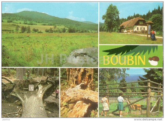 Zalesneny vrch mountain - primeval forest - Boubin and Boubin Forest - Czechoslovakia - Czech - unused - JH Postcards