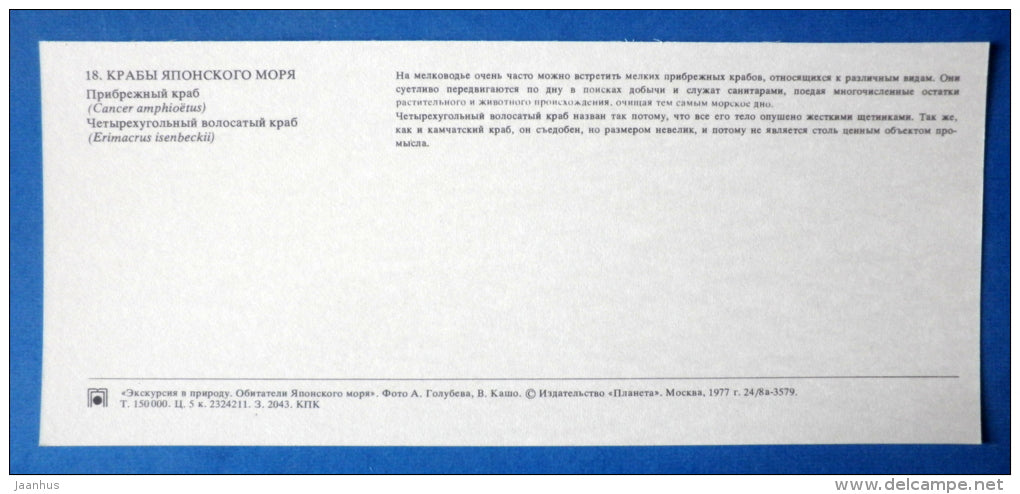 Horsehair crab , Erimacrus isenbeckii - Bigtooth Rock Crab - Japanese sea - 1977 - Russia USSR - unused - JH Postcards