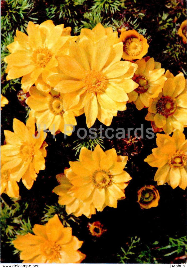 Adonis vernalis - Pheasant's eye - Medicinal Plants - 1977 - Russia USSR - unused - JH Postcards