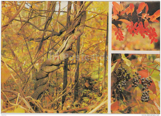 Actinidia kolomikta - Berberis amurensis - Amur Grape - Moscow Botanical Garden - 1988 - Russia USSR - unused - JH Postcards