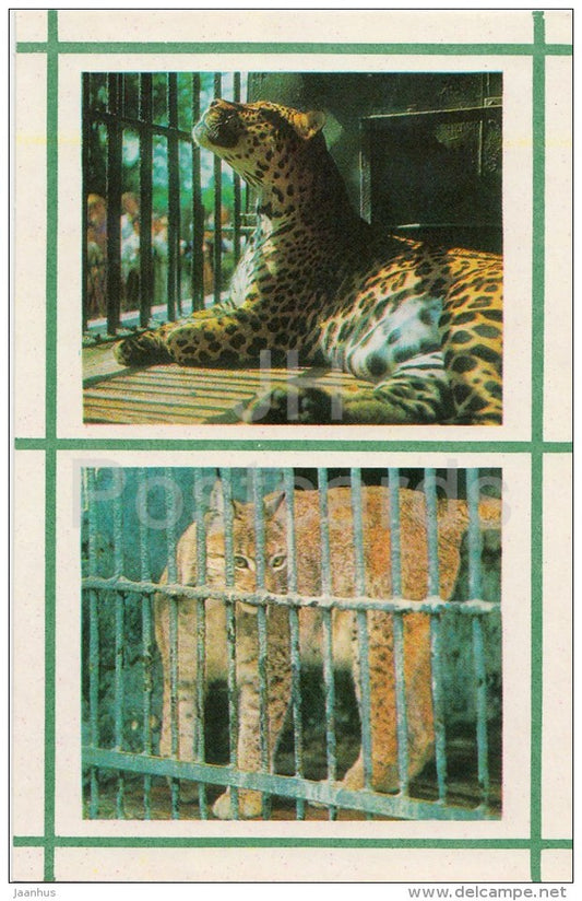 Jaguar - Lynx - Kiev Kyiv Zoo - 1976 - Ukraine USSR - unused - JH Postcards